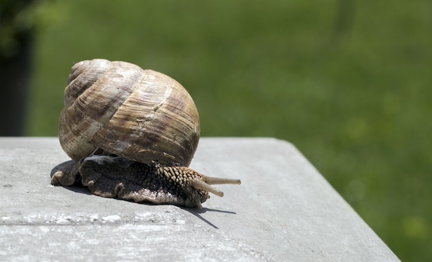 Photo grand escargot en coquille rampant sur la route, journée d'été dans le jardin