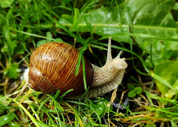 Un grand escargot de raisin rampe lentement à travers l'herbe verte