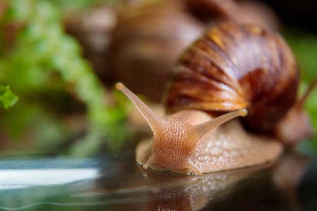 Un grand escargot rampe sur la table en verre en agitant ses antennes