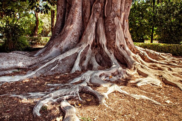 Photo grand ficus avec racines