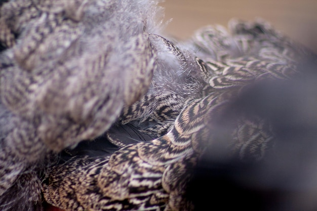 Photo grand fond de plumage d'oiseau gris sauvage, thème d'oiseau pour le fond, gros plan de plumes d'oiseau