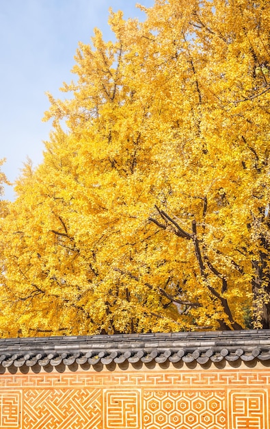 Un grand ginkgo s'étend vers le ciel à l'automne.