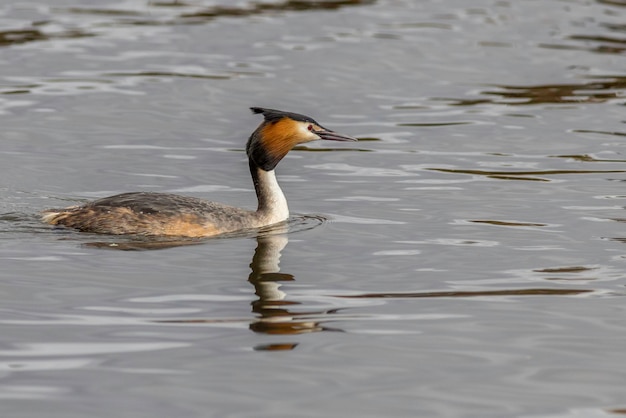 Le grand grèbe à crête Podiceps cristatus