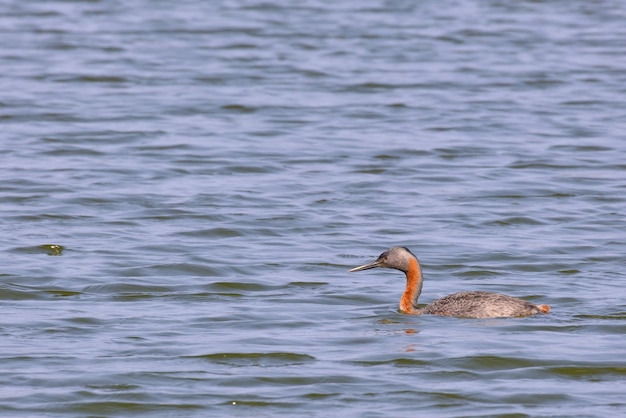 Grand Grèbe Podiceps majeur