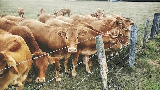 Grand groupe d'animaux