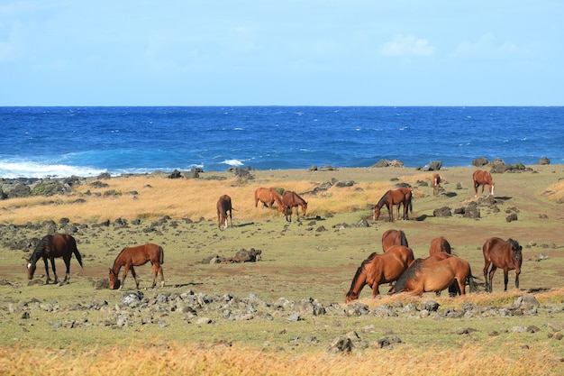 Grand groupe de chevaux sauvages paissant au bord de l&#39;océan Pacifique sur l&#39;île de Pâques, Chili, Amérique du Sud