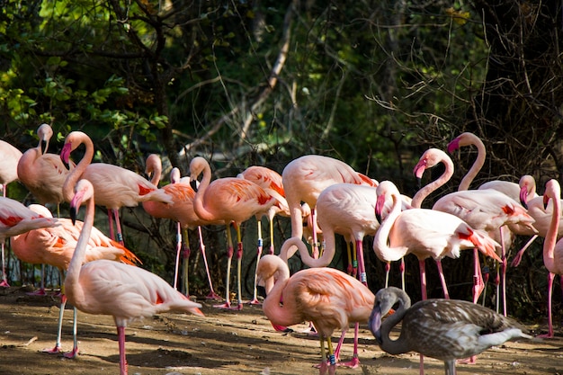 Grand groupe de flamants roses en Allemagne.