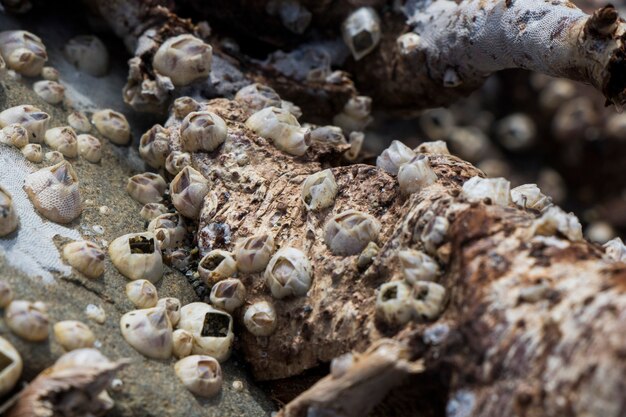 Grand groupe de petites palourdes sur le bois, sur la plage de la mer Noire