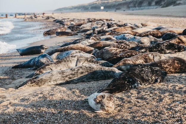 Photo un grand groupe de phoques au soleil au bord de l'eau sur la plage de horsey dans le norfolk, au royaume-uni, au printemps.