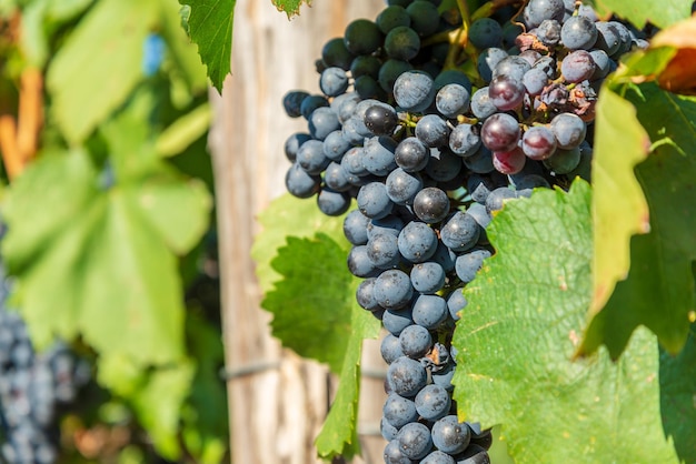 Un grand groupe de raisins bleus attendant d'être moissonnés