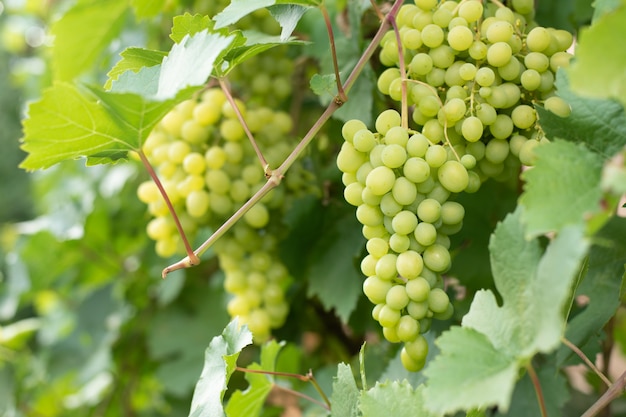 Grand groupe de raisins verts mûrs sur une branche dans un jardin