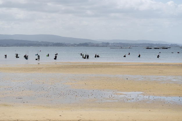 Un grand groupe de ramasseurs de coquillages dans l'eau décortique des palourdes et des moules sur une plage de Boiro.