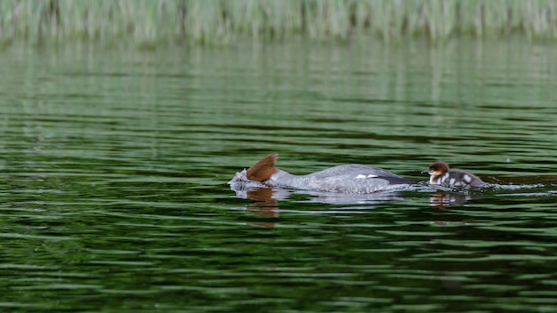 Grand harle (Mergus merganser) canard de mer plongeant sa tête sous l'eau