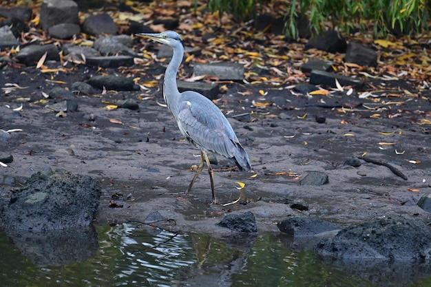 grand héron ardea cinerea