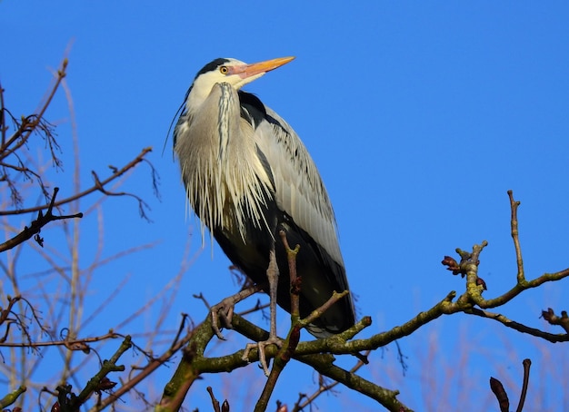 grand héron ardea cinerea