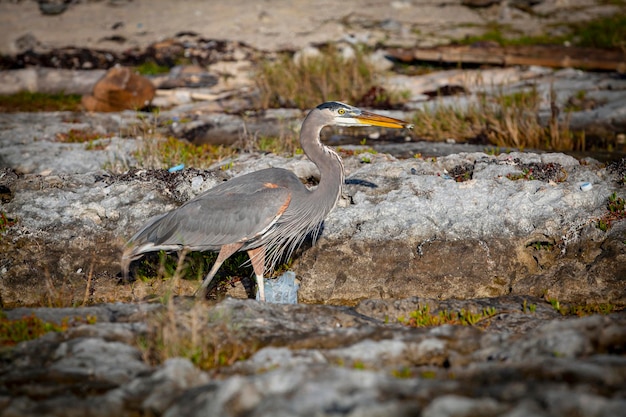 Le grand héron Ardea herodias