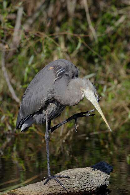 Photo grand héron ardea herodias