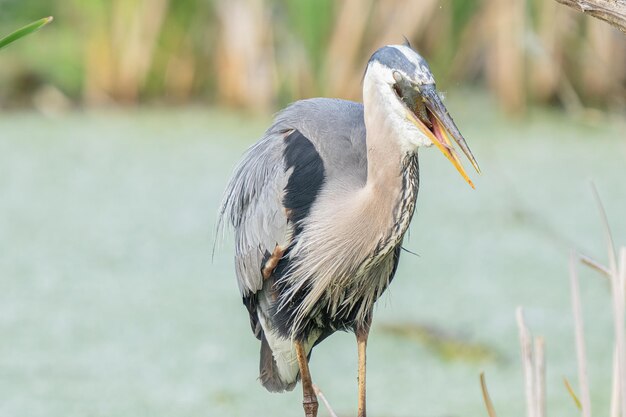 Le grand héron bleu attrape un poisson alors qu'il est accroché à une branche d'arbre dans les zones humides par une journée ensoleillée.