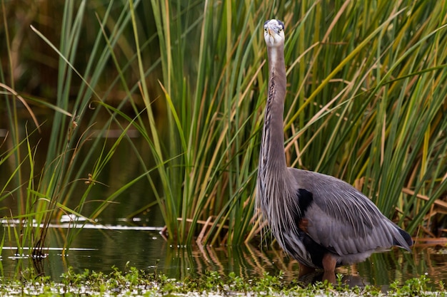 Photo grand héron dans son habitat naturel sur l'île south padre, tx.