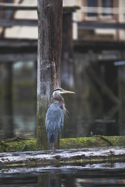 Un Grand Héron debout sur un rondin tout en regardant autour, Cowichan Bay, British Columbia, Canada