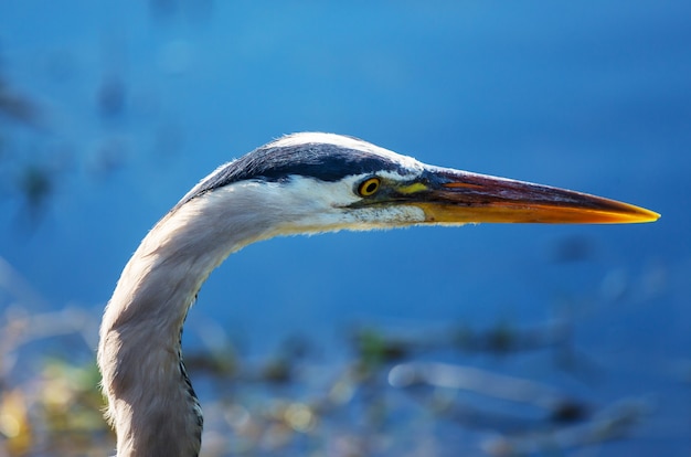 Grand héron posant dans les zones humides de Floride