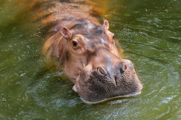 Le grand hippopotame dans la nature au bord de la rivière