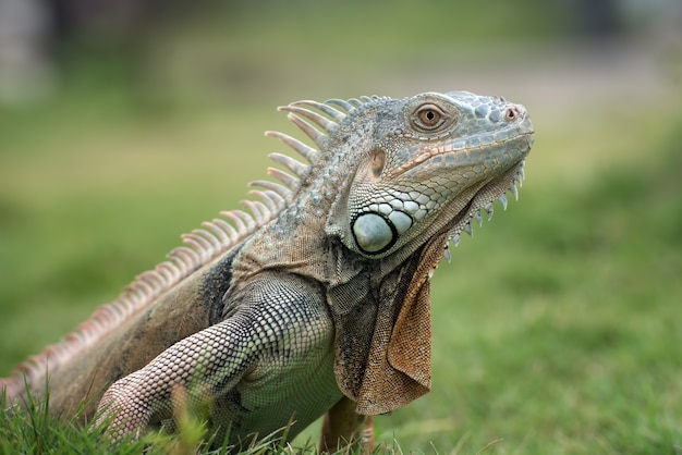 Grand iguane rouge marchant sur l'herbe