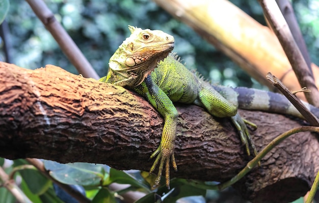 Un grand iguane vert sur une branche d'arbre