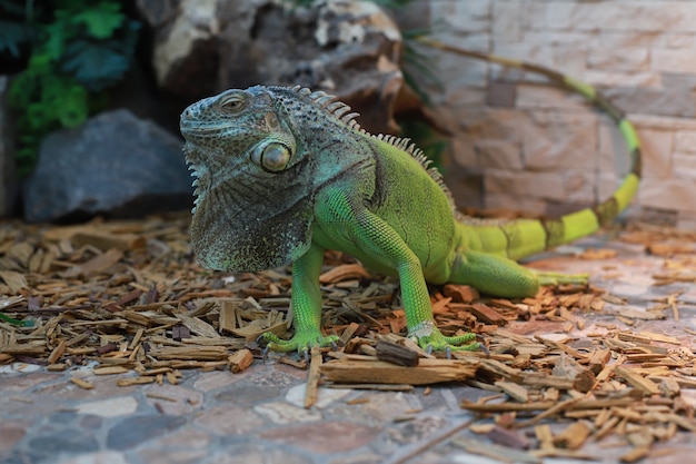 Le grand iguane vert plisse les yeux avec une longue queue