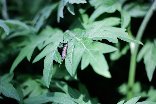 Un grand insecte brun se repose sur une feuille verte d'herbe