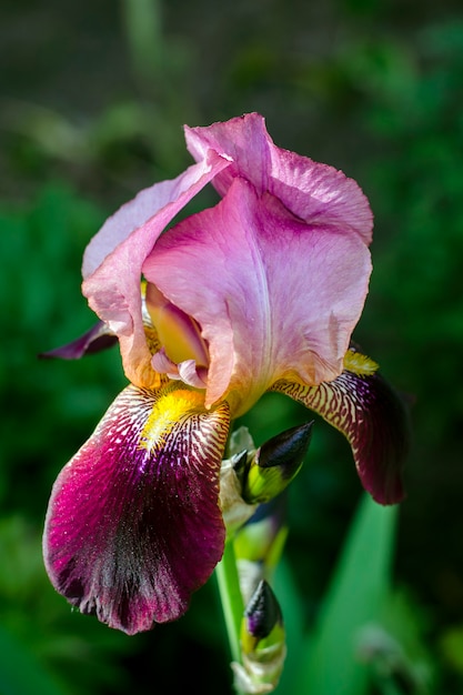 Grand iris dans le jardin, en été.