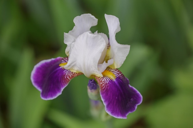 Grand iris violet sur une journée d'été ensoleillée macro photographie Blossom jardin grande fleur