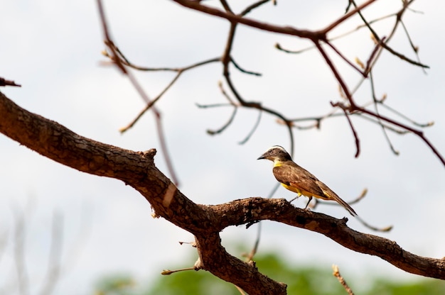 Grand Kiskadee Pitangus sulphuratus bemtevi perché sur une branche d'arbre