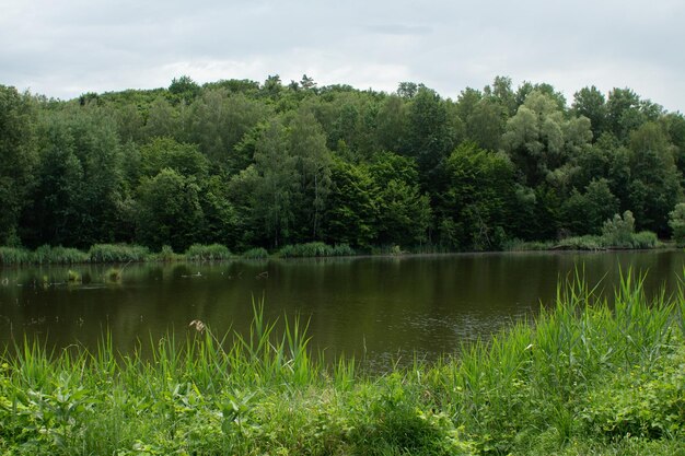 Grand lac dans la forêt verte