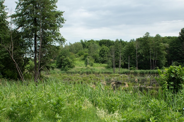 Grand lac dans la forêt verte