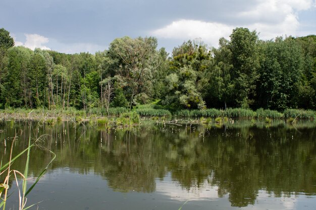 Grand lac dans la forêt verte