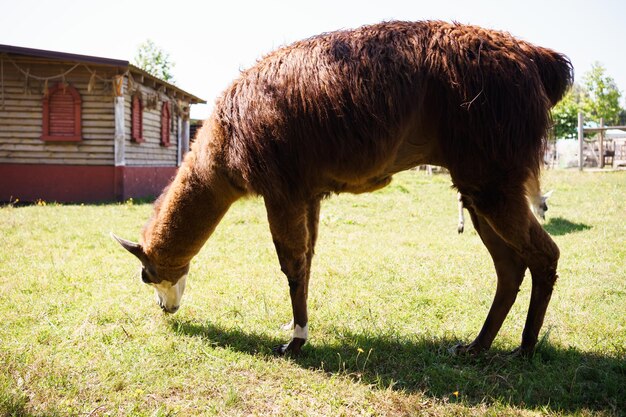 grand lama brun grignotant l'herbe verte