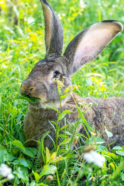 Grand lapin gris race Vander sur l'herbe verte. Le lapin mange de l'herbe. Élevage de lapins à la ferme