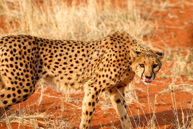 Un grand léopard se penche sur l'appareil photo et montre sa langue Désert du Kalahari en Namibie