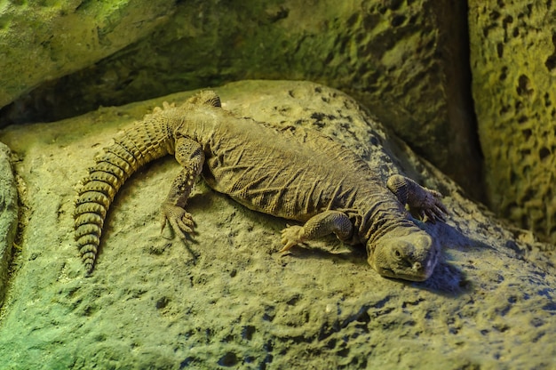 Photo grand lézard ceinturé avec un corps aplati à loro parque ten