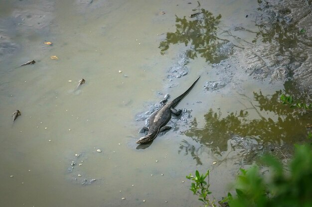 Un grand lézard chasse à Dieu sale dans le lac de la faune