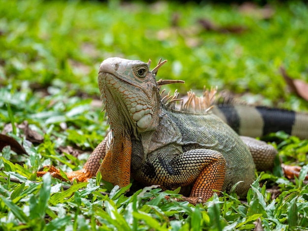 Grand lézard herbivore fixant sur l'herbe