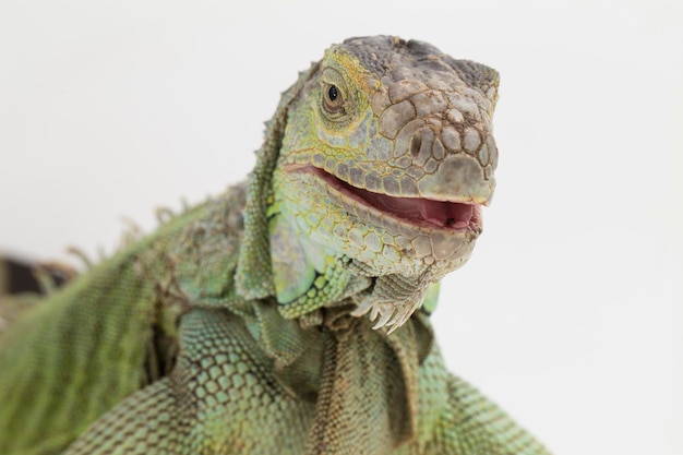 Grand lézard iguane vert isolé sur fond blanc