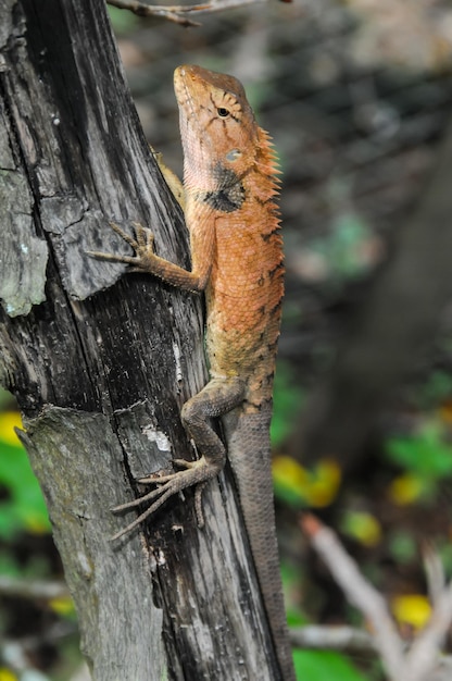 Grand lézard orange typique sur le bois au Vietnam