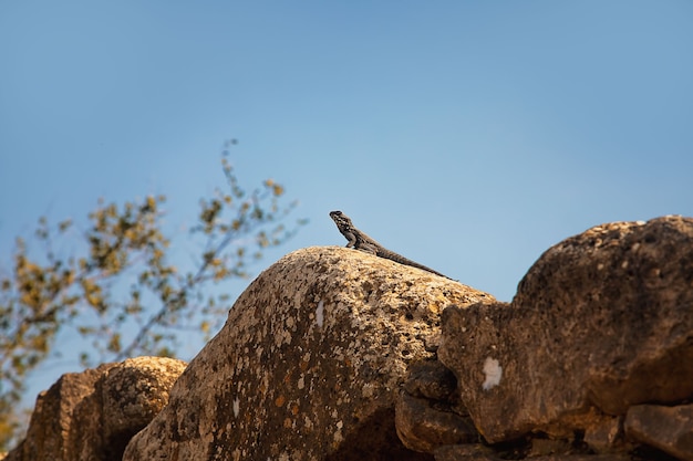 grand lézard se réchauffe sous le soleil sur les murs de la vieille ville