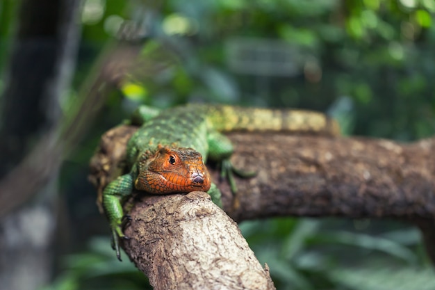 Le grand lézard vert reptile repose sur l'arbre et prend un bain de soleil.