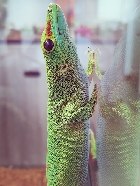 Le grand lézard vert sur le verre se trouve en gros plan