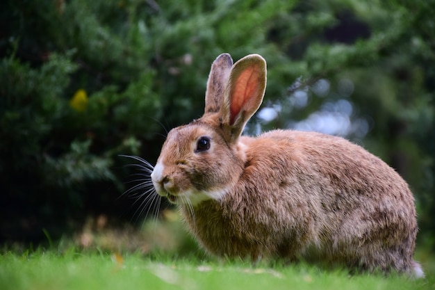 Un grand lièvre ou lapin est assis sur l'herbe verte