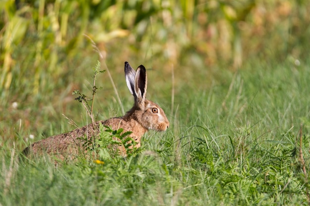 Photo grand lièvre sur le pré d'été