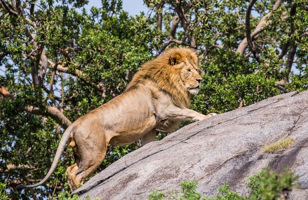 Grand lion debout sur un rocher